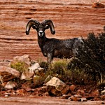 1412 bighorn adjust