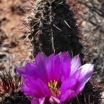 hedgehog cactus toroweap