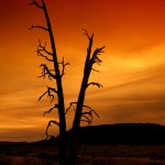 sunset tree wc