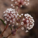 wildflowers 1